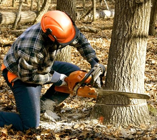Tree Removal in Buxton, ND